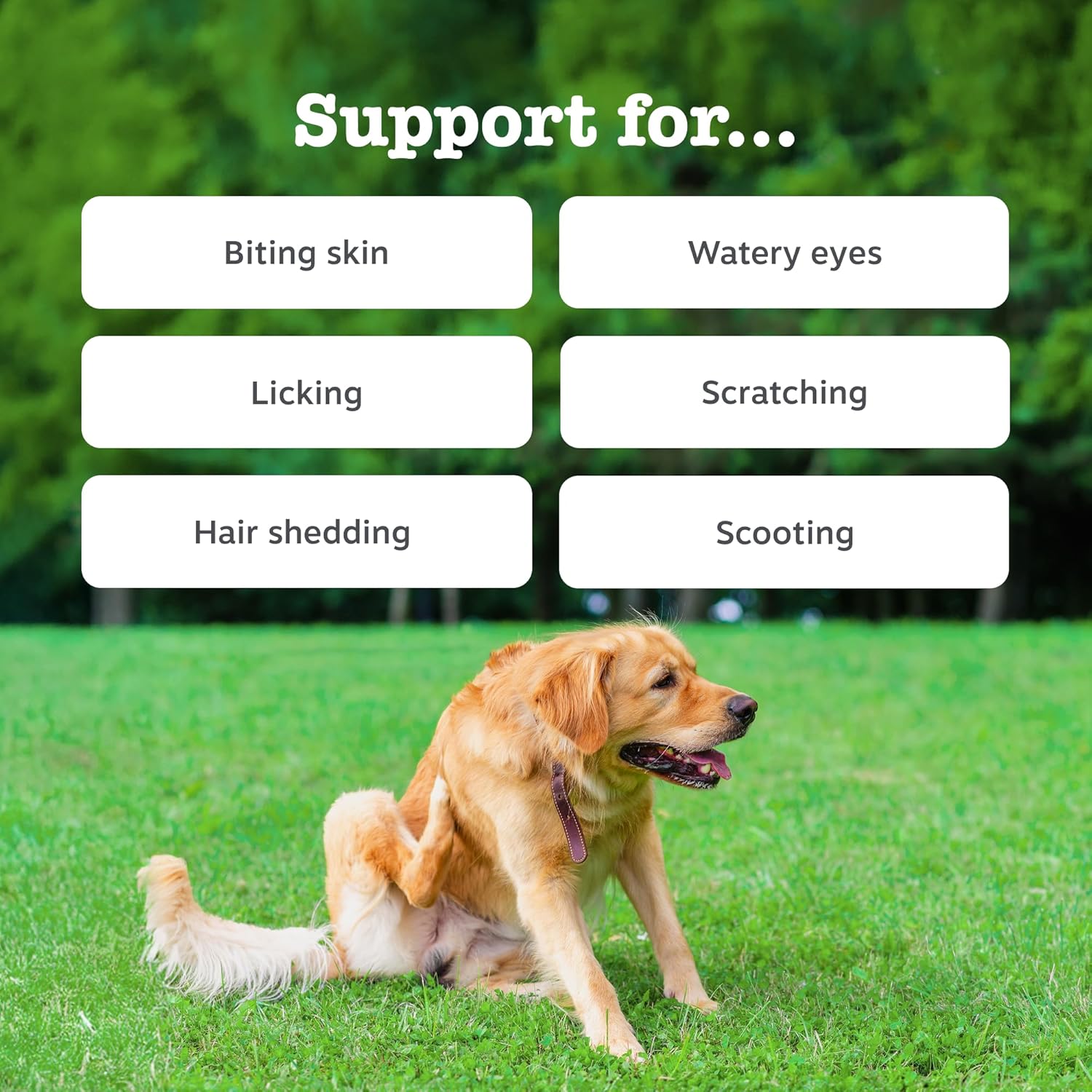 Zesty Paws Aller-Immune Chews for Dogs | Supports Immune Function, Helps Gut, Skin & Coat Health, For Itchy, Dry Skin | Contains Salmon Oil, Prebiotics, Probiotics, Vitamin A | Daily Use | 90 Chews